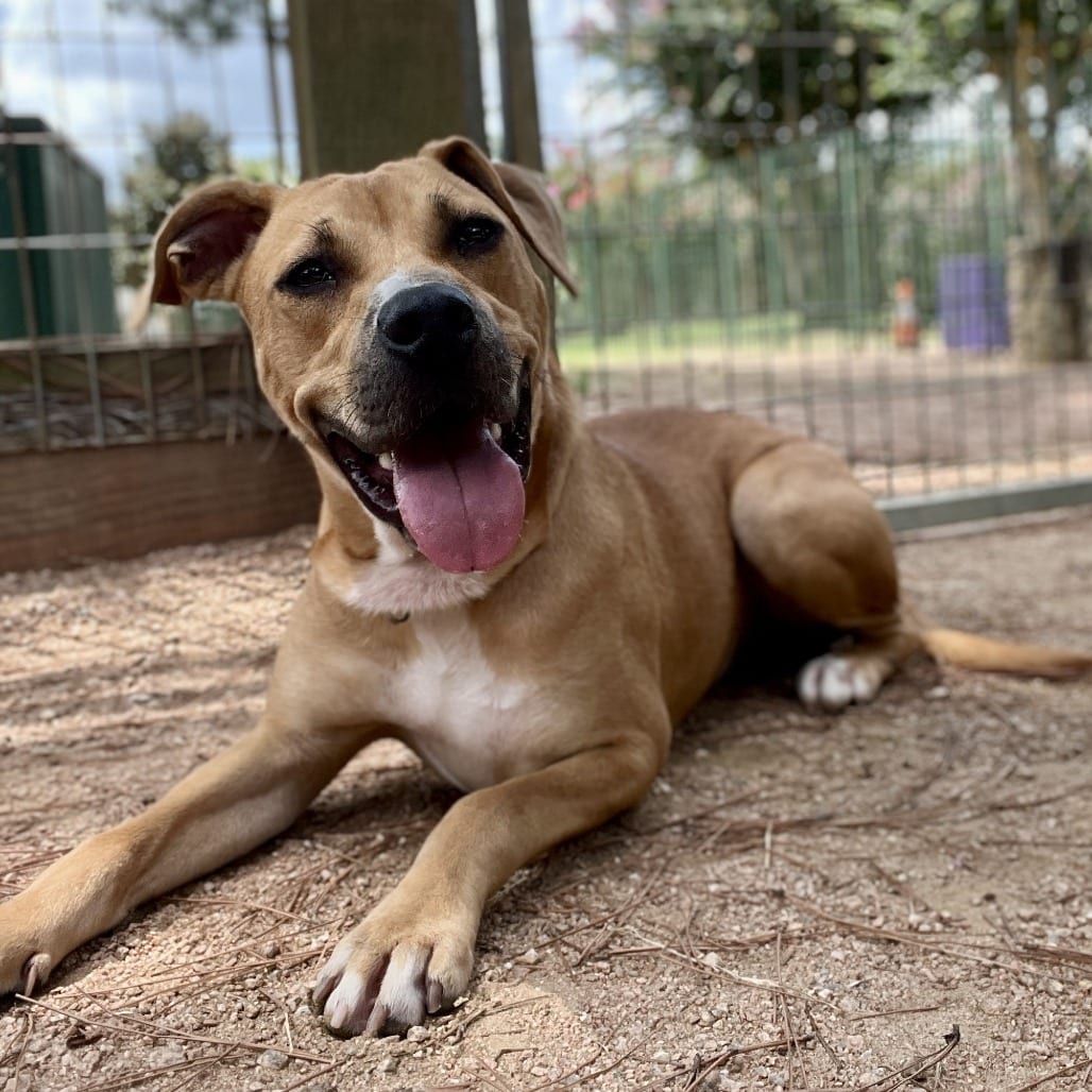 Photo of Trevor, adoptable Mixed Breed (Large) in Houston, Texas