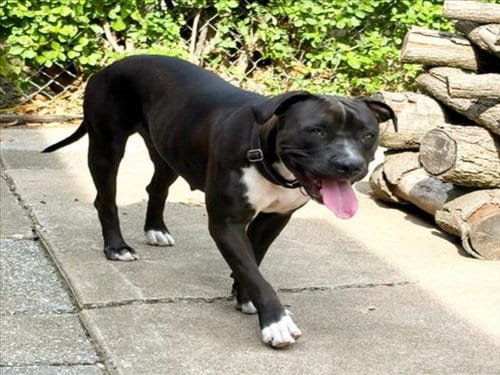 Photo of August, adoptable Pit Bull Terrier in Tulsa, Oklahoma