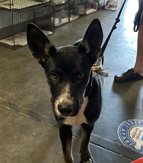 Photo of Elsa, adoptable German Shepherd Dog in Los Angeles, California