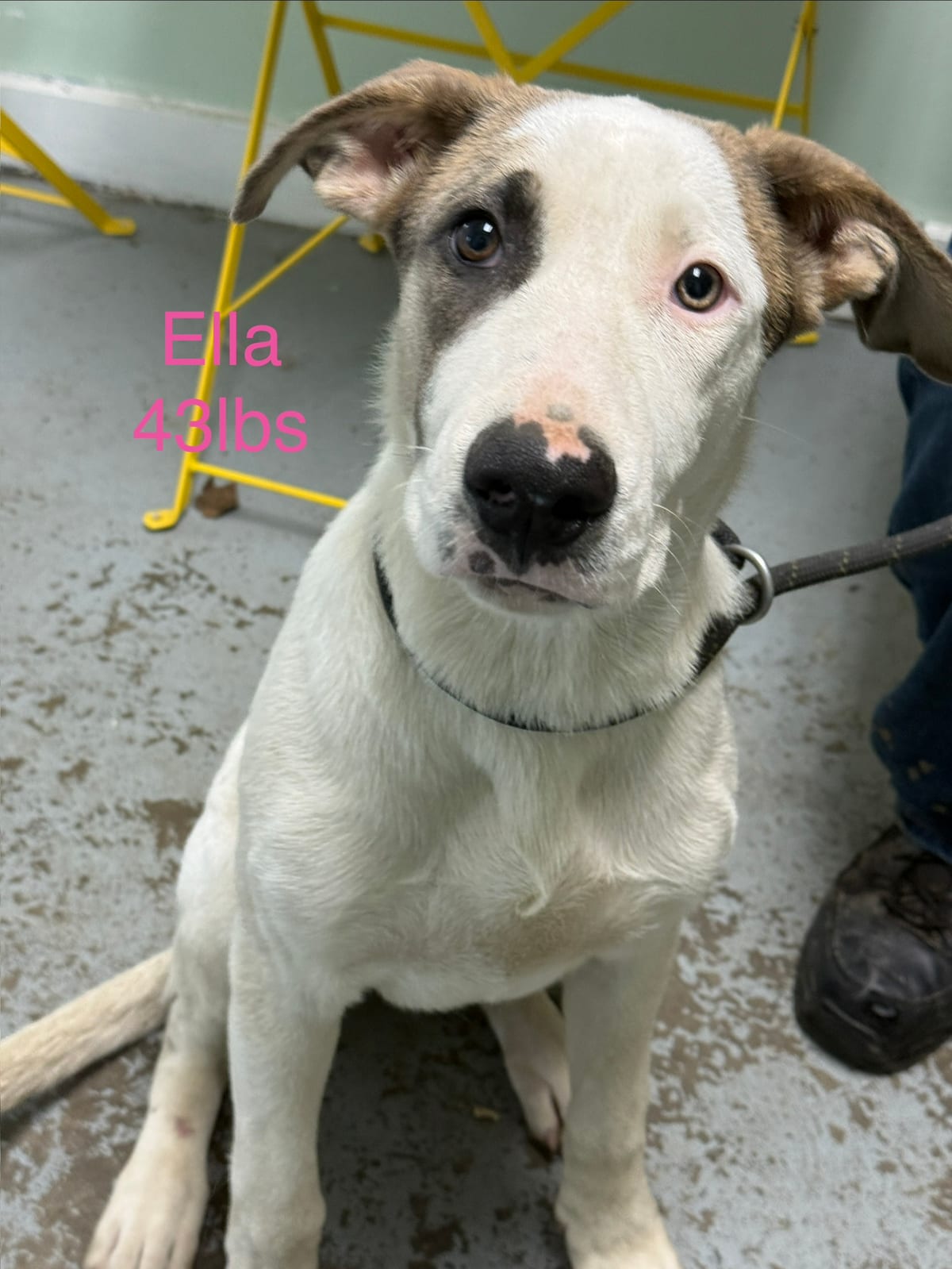 Photo of Ella, adoptable Treeing Walker Coonhound in Fayetteville, West Virginia