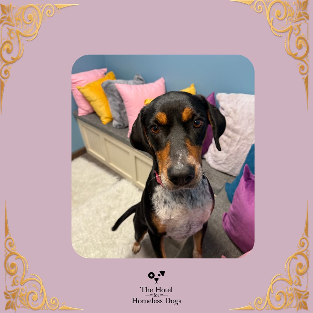 Photo of Dolly, adoptable Coonhound, Bluetick / Mix in Cumberland, Rhode Island