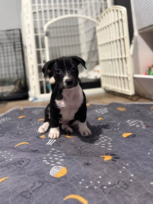 Photo of Oreo, adoptable Beagle in Berlin, New Jersey