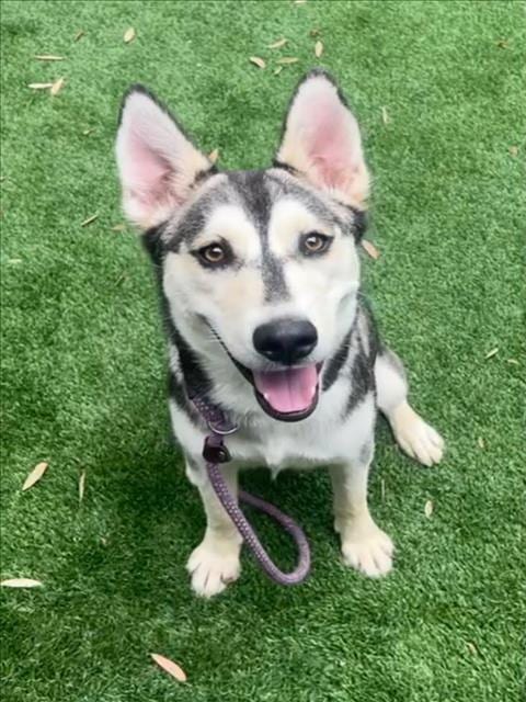 Photo of Reya, adoptable Husky in Los Angeles, California