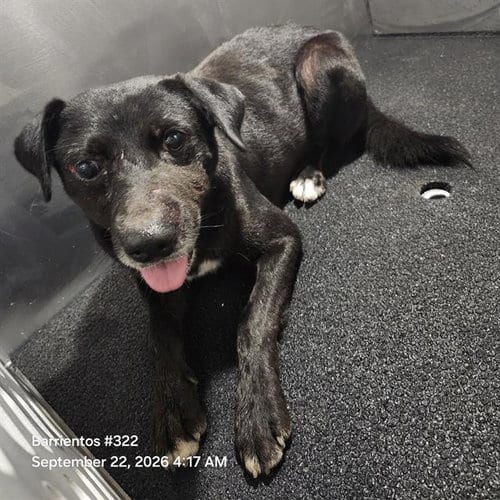 Photo of Domino, adoptable Labrador Retriever in San Antonio, Texas