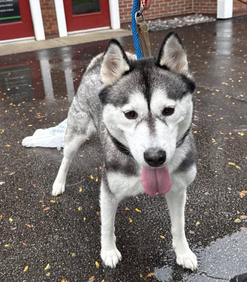 Photo of Pinot, adoptable Husky in Gilberts, Illinois