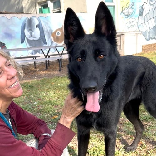 Photo of Karlita, adoptable German Shepherd Dog in Oakland, California