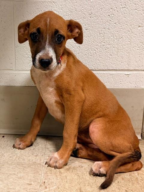Photo of Petunia, adoptable Boxer in Statesville, North Carolina