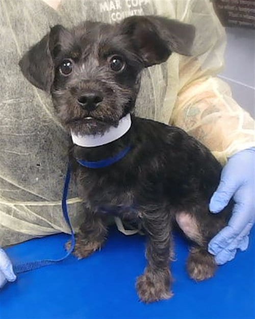 Photo of Chef, adoptable Poodle (Miniature) in Phoenix, Arizona
