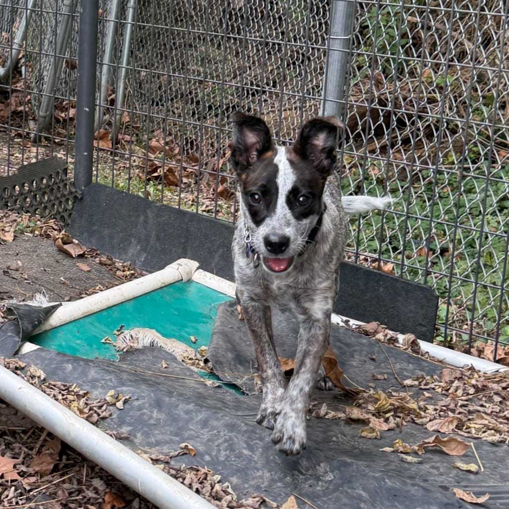 Photo of Butterscotch, adoptable Cattle Dog, Australian (Red Heeler) / Cattle Dog, Australian (Blue Heeler) in Zanesville, Ohio