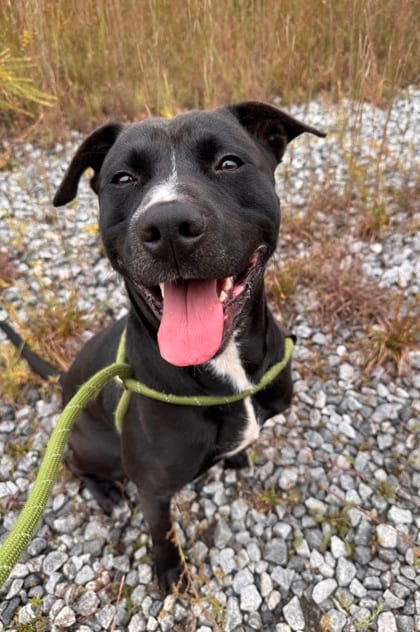 Photo of Majik, adoptable dog in Atlanta, Georgia