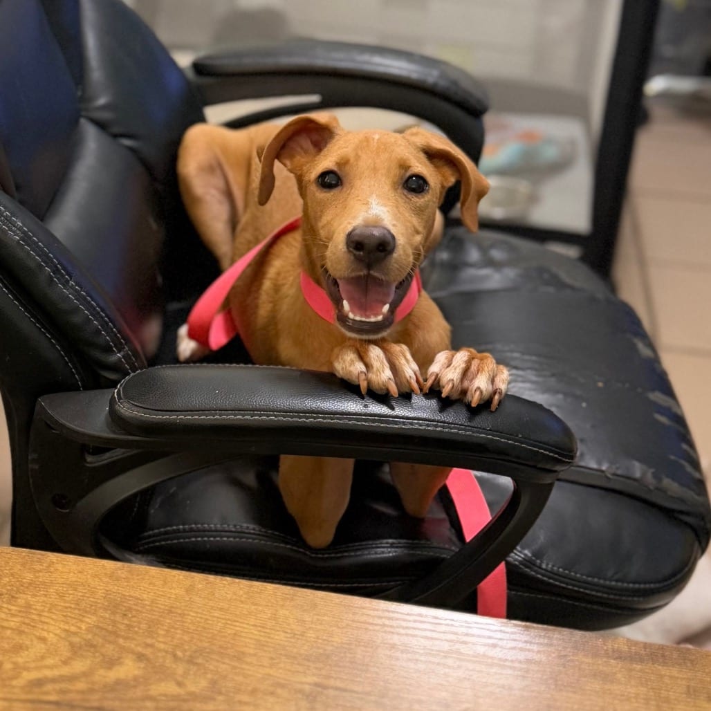 Photo of Cinnamon, adoptable Retriever, Labrador / Mixed Breed (Medium) in Starkville, Mississippi