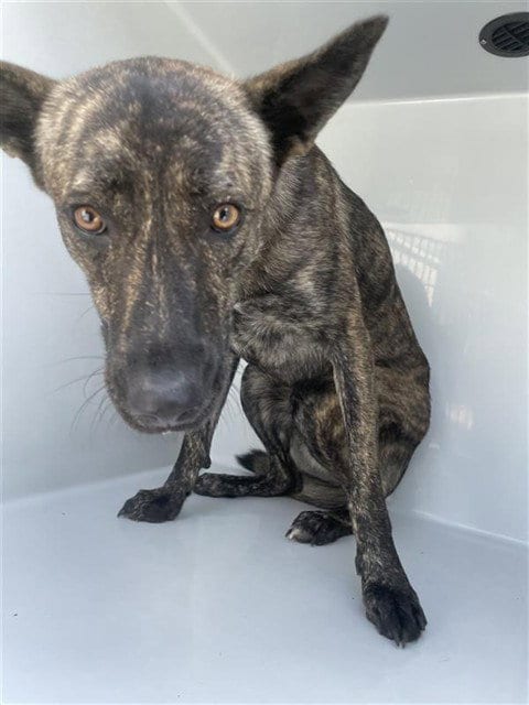 Photo of Jenny, adoptable Dutch Shepherd in Houston, Texas