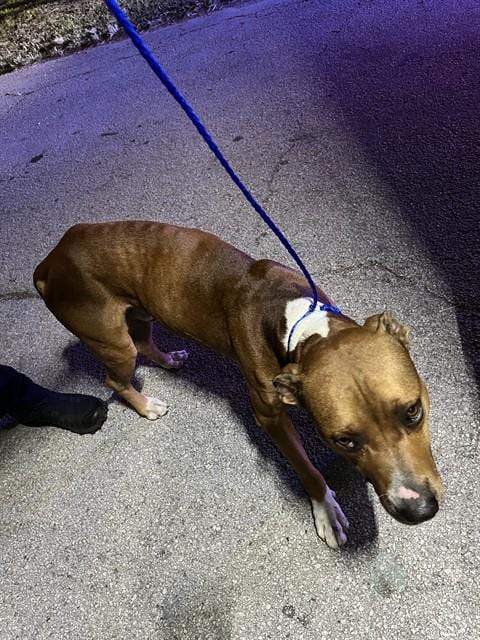 Photo of Ahmed, adoptable Terrier mix in Miami, Florida