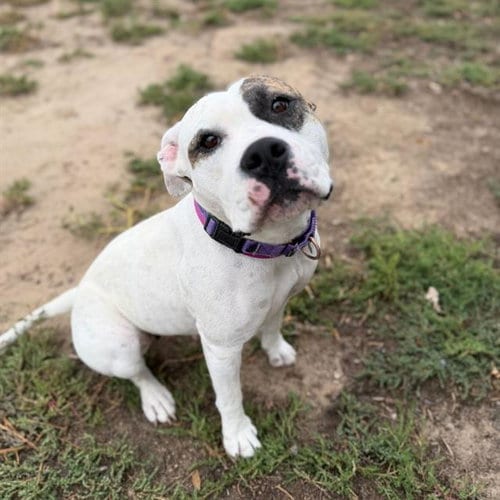 Photo of Tali, adoptable American Bulldog in Aurora, Colorado