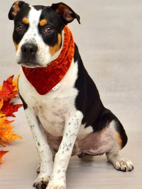 Photo of Kabuto, adoptable Terrier in Sanford, Florida