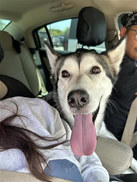 Photo of Bolt, adoptable Husky in San Antonio, Texas