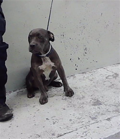 Photo of A2098209, adoptable American Bulldog in Houston, Texas