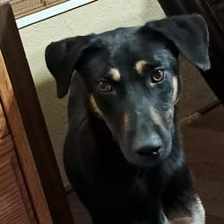 Photo of Squirrel Jum, adoptable Shepherd (Unknown Type) Shepherd (Unknown Type) in Hartford, Connecticut