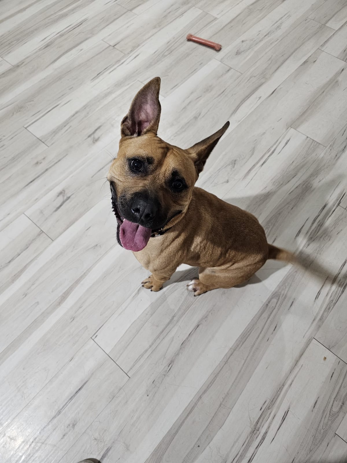 Photo of Happy Snaps, adoptable American Staffordshire Terrier / Black Mouth Cur in Maricopa, Arizona