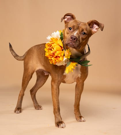 Photo of Dakota, adoptable dog in Atlanta, Georgia