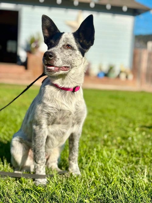 Photo of Lexus, adoptable Australian Cattle Dog/Blue Heeler in Paso Robles, California