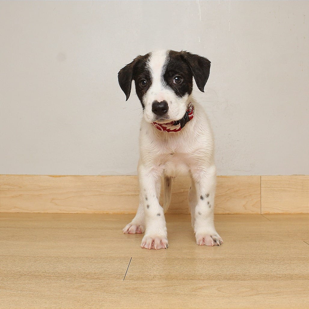 Photo of Finn D71081, adoptable Shepherd, Australian / Mixed Breed (Medium) in Minnesota, Minnesota