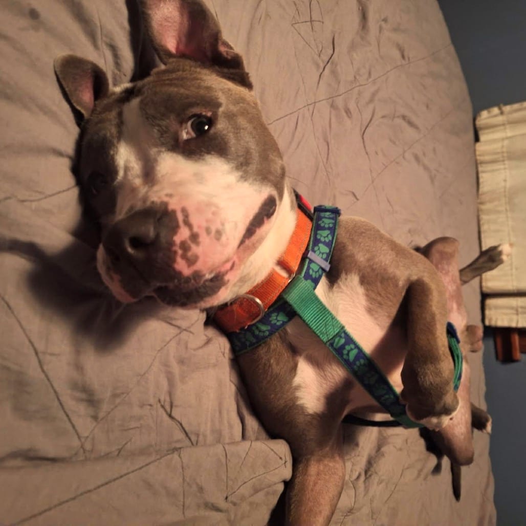 Photo of Walton D12727, adoptable Terrier, Pit Bull / Mixed Breed (Large) in Princeton area, Minnesota