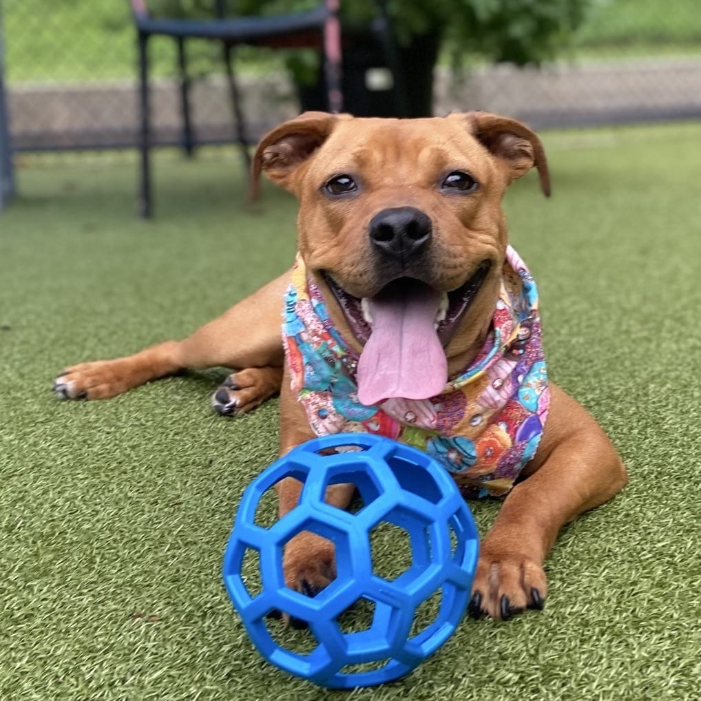 Photo of Mindy, adoptable Hound in Greensboro, North Carolina