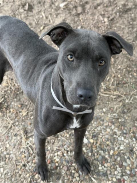 Photo of Blue, adoptable Staffordshire Bull Terrier in Houston, Texas