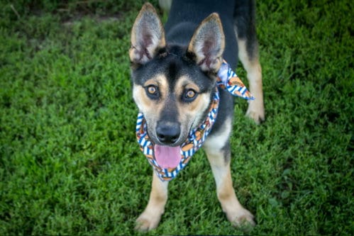 Photo of Rowdy, adoptable German Shepherd Dog in AUSTIN, Minnesota