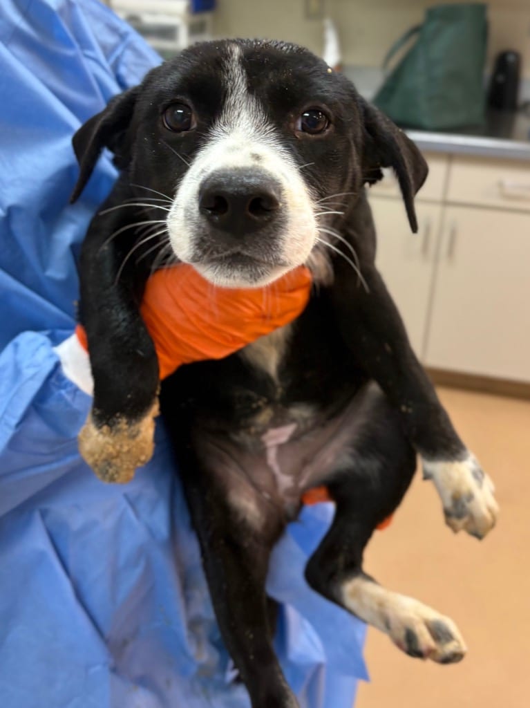 Photo of Baguette, adoptable Affenpinscher in Nacogdoches, Texas