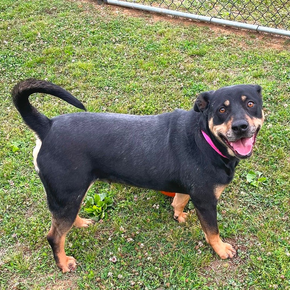 Photo of Poppy Seed, adoptable Mixed Breed (Medium) in Chattanooga, Tennessee