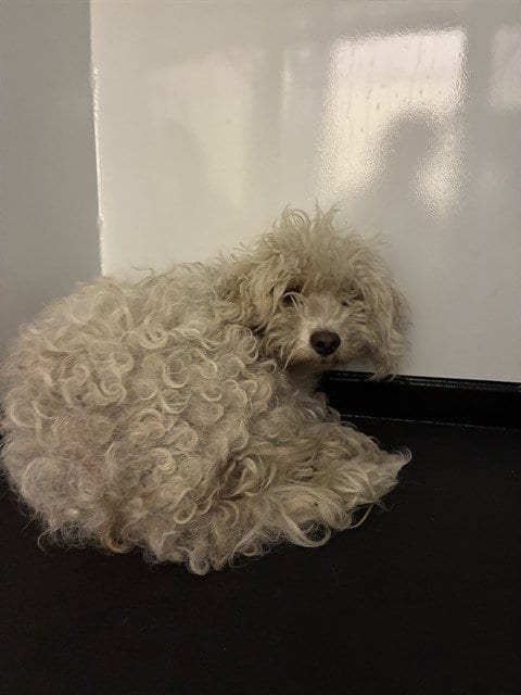 Photo of China, adoptable Poodle (Miniature) in San Jose, California