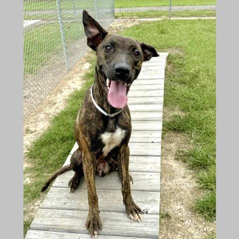 Photo of Pearl, adoptable Belgian Shepherd Malinois in Conroe, Texas