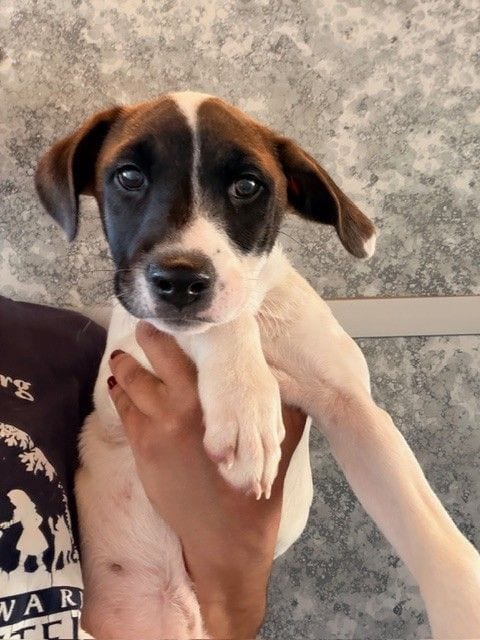 Photo of Cheese, adoptable Unknown breed in Rancho Santa Fe, California