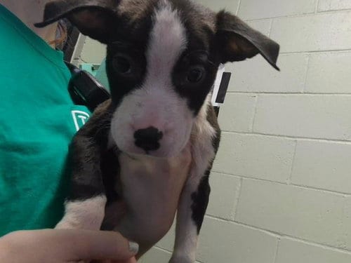 Photo of Nick, adoptable Pit Bull Terrier in Tulsa, Oklahoma