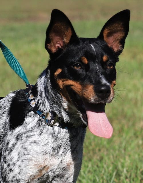 Photo of Chloe, adoptable Terrier in North Fort Myers, Florida