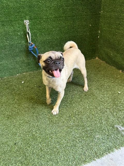 Photo of A5802374, adoptable Pug in Lancaster, California