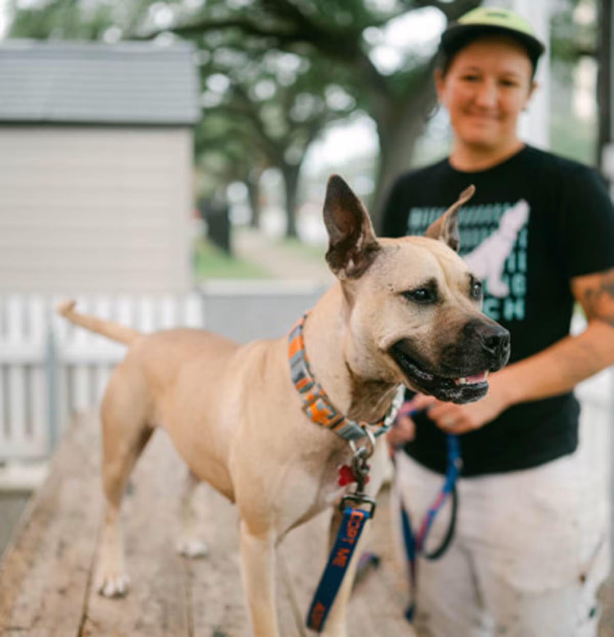 Photo of Tulane, adoptable American Pit Bull Terrier/American Bulldog in New Orleans, Louisiana