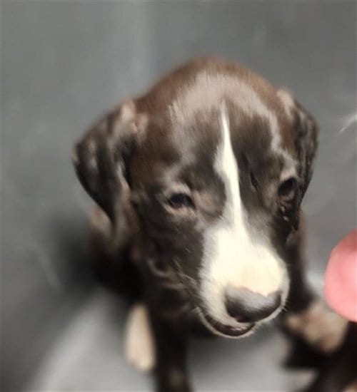 Photo of Lalin, adoptable Labrador Retriever in Bakersfield, California