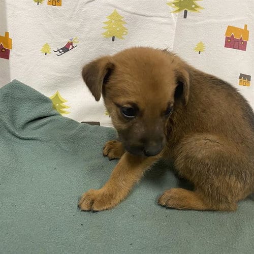 Photo of A614386, adoptable German Shepherd Dog in Modesto, California