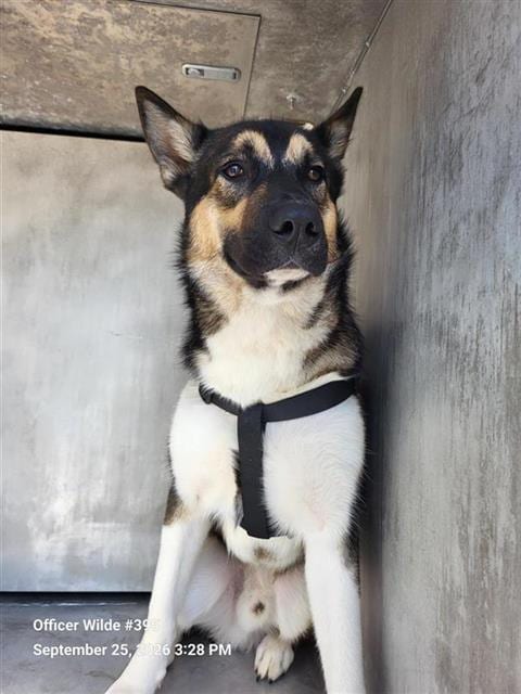 Photo of Jack, adoptable Husky in San Antonio, Texas