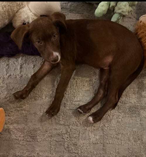 Photo of Wally, adoptable Labrador Retriever in Royal Palm Beach, Florida
