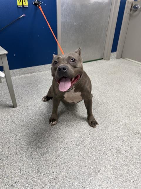 Photo of Piggy, adoptable Staffordshire Bull Terrier in Pasadena, Texas