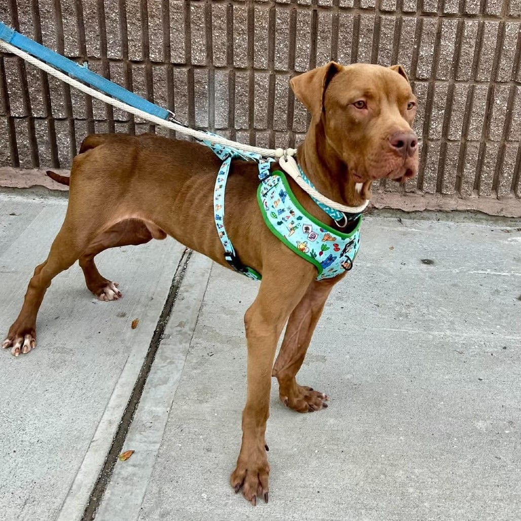 Photo of Vito, adoptable Terrier, American Staffordshire in Whitestone, New York