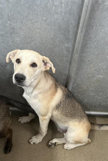Photo of Sammy, adoptable German Shepherd Dog in HESPERIA, California