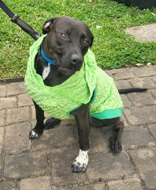 Photo of Bottlecap, adoptable Labrador Retriever in Germantown, Ohio