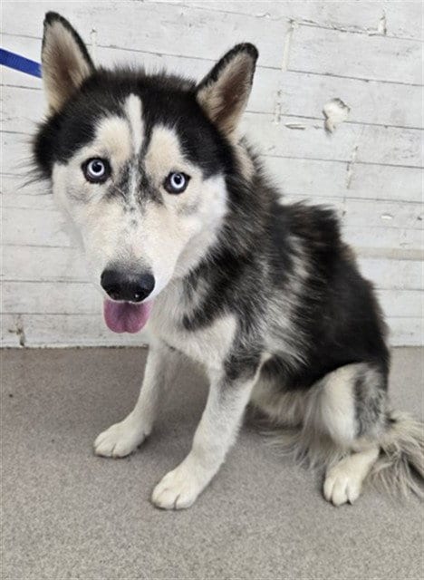 Photo of Kevin, adoptable Siberian Husky in San Bernardino, California