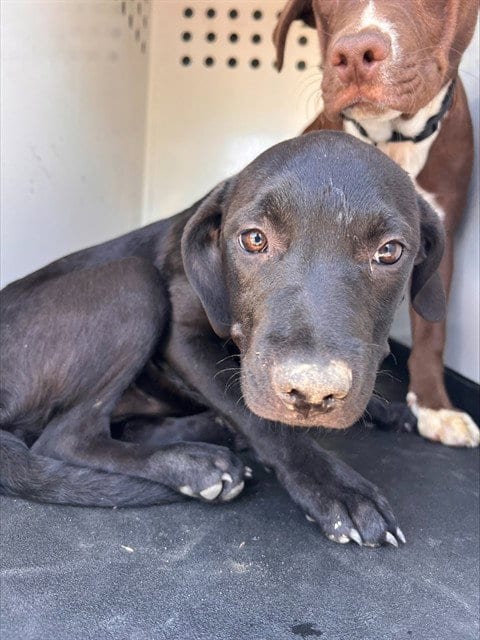 Photo of A171893, adoptable Labrador Retriever in Bakersfield, California