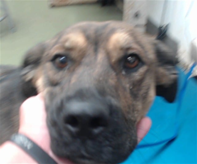 Photo of Senior Hound, adoptable Hound in Devore, California